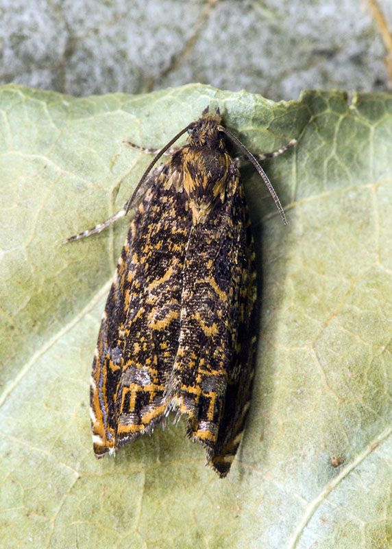 Enarmonia formosana - Tortricidae